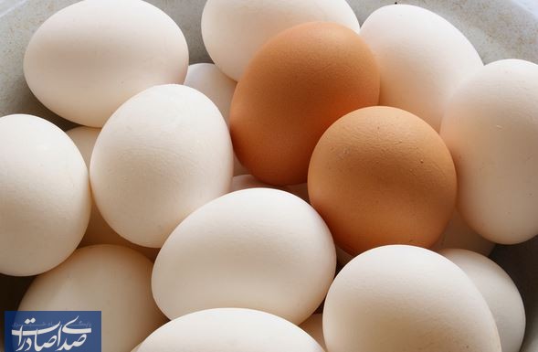 خرید تضمینی مازاد تخم‌مرغ توسط وزارت جهاد کشاورزی