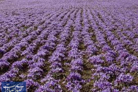 دلالان میخواهند زعفران را به قیمت پایین از کشاورزان بخرند دلالان میخواهند زعفران را به قیمت پایین از کشاورزان بخرند