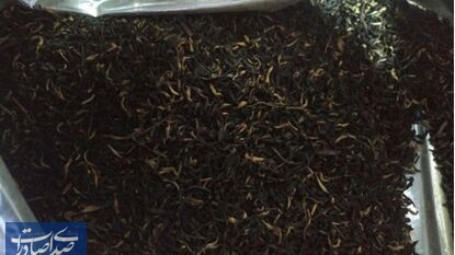 چای سیاه؛ بزرگترین محموله وارداتی از کنیا