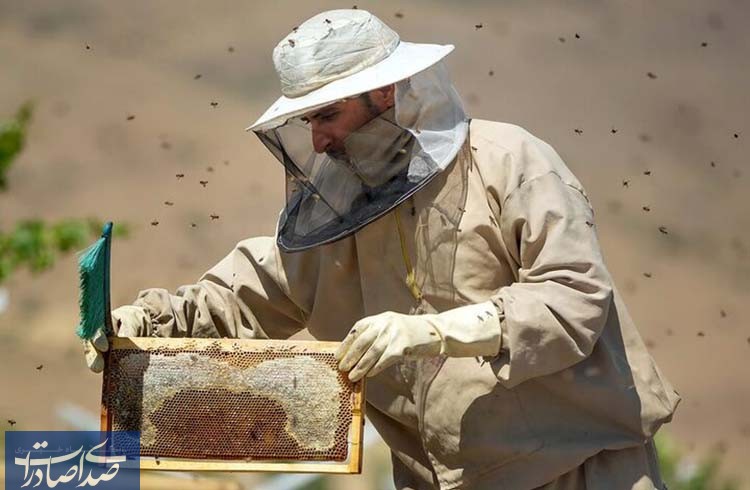 ۱۳۶ هزار تن عسل در کشور تولید شد