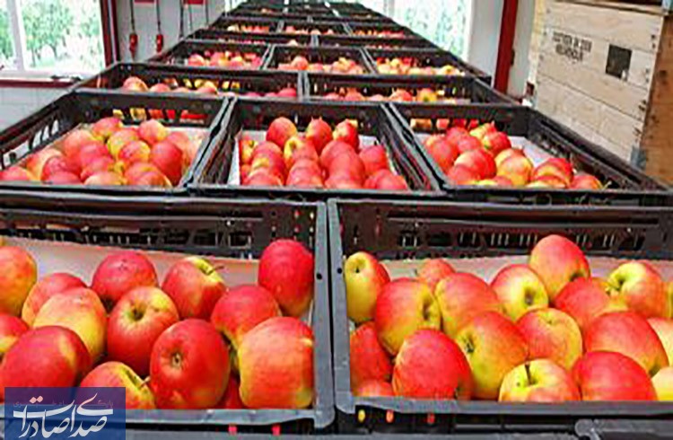 عدم پذیرش سیب ایرانی از سوی هند و سرگردانی ۷۰۰ کانتینر در بندرعباس!