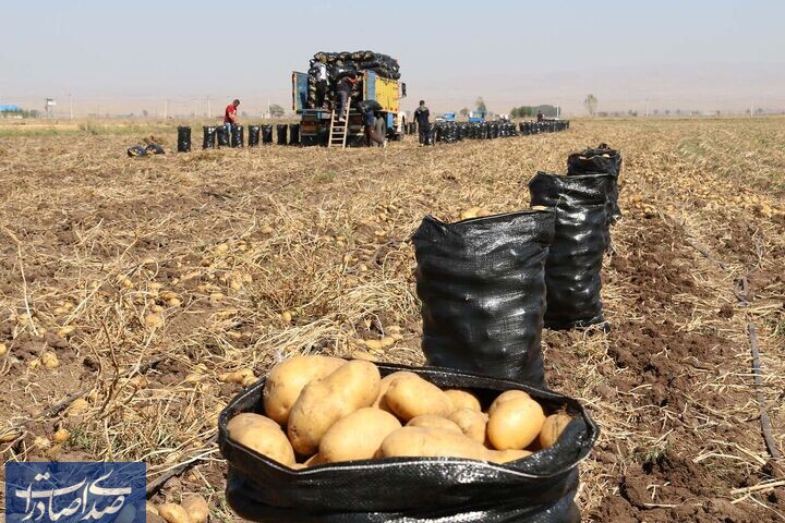 هفت هزار تن سیب زمینی از استان اردبیل صادر شد