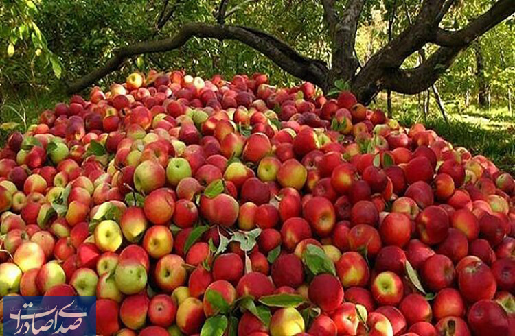سیب آذربایجان غربی رکورد زد