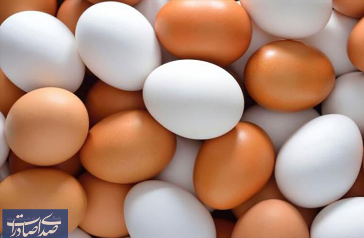 ایران دومین تولیدکننده تخم‌مرغ ارزان جهان