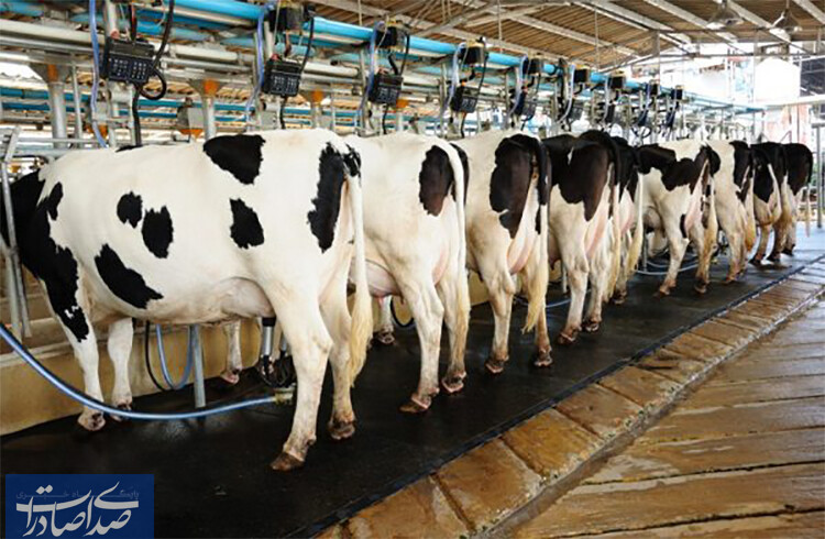 ایران جزو کشورهای برتر در صنعت گاو شیری در دنیا است
