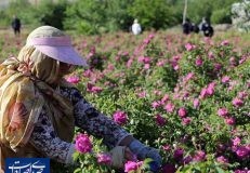 ایران رتبه اول تولید و صادرات گل محمدی و گلاب در جهان