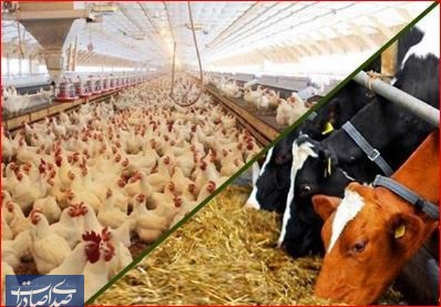 امضای تفاهم‌نامه همکاری ایران و ترکیه در زمینه خوراک دام، طیور و آبزیان