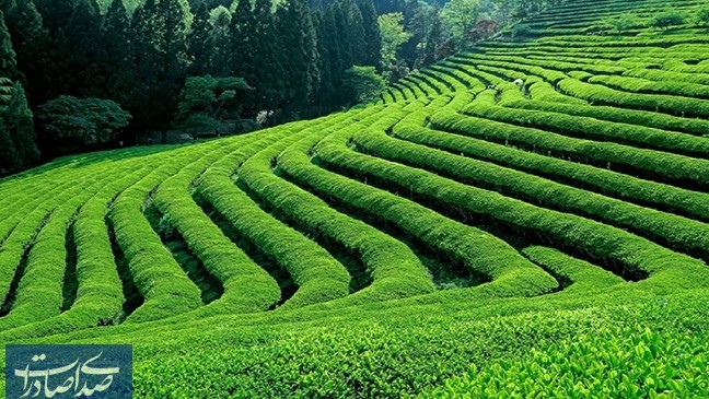 احیای باغات چای و حمایت از چایکاران