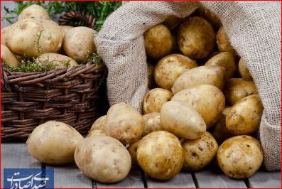 عرضه گسترده میوه و سیب‌ زمینی توسط سازمان تعاون روستایی در سراسر کشور