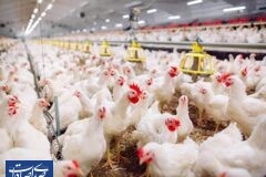 هشدار فعالین صنعت مرغداری درباره خسارت میلیاردی آرین هشدار فعالین صنعت مرغداری درباره خسارت میلیاردی آرین
