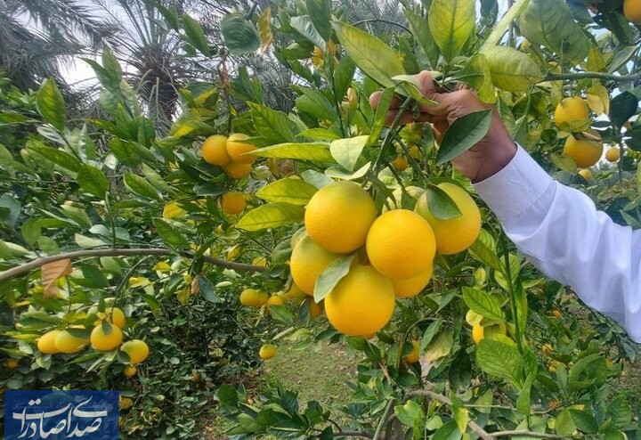 چرخه معکوس صادرات مرکبات مازندران از بازار خارج به داخل چرخه معکوس صادرات مرکبات مازندران از بازار خارج به داخل