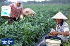 چالش‌های منابع پایه در کشاورزی چین