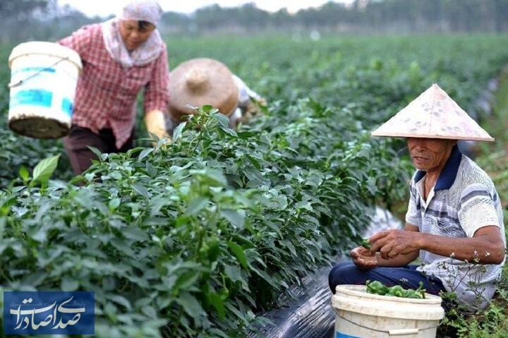 چالشهای منابع پایه در کشاورزی چین چالشهای منابع پایه در کشاورزی چین