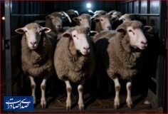 پشت پرده قاچاق دام و واردات گوشت پشت پرده قاچاق دام و واردات گوشت