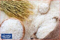 واردات برنج ۵۰ درصد کاهش یافت